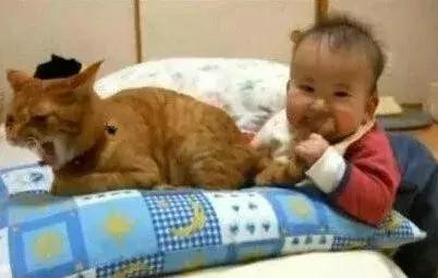 怀孕了还是想养猫猫狗狗怎么办?华西专家:可以养,但绝不能随便养!