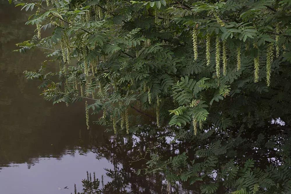 渝北枇杷正黄，冒冒失失穿越铁壁、胜保、斗碗三寨