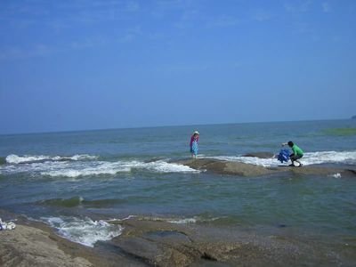 日照直播,日照绿茶价格表