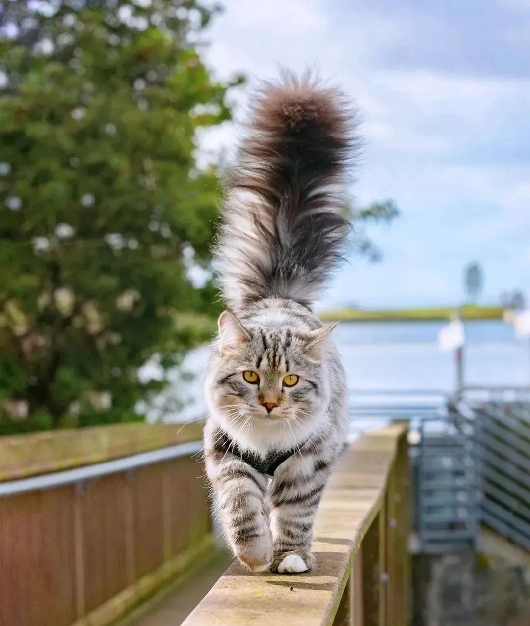 喵界的“荒野猎人”,被人误会多年,其实它才是俄罗斯的国猫