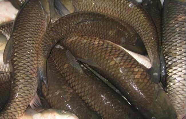 鱼塘养草鱼怎么预防病,草鱼池塘养殖水质管理