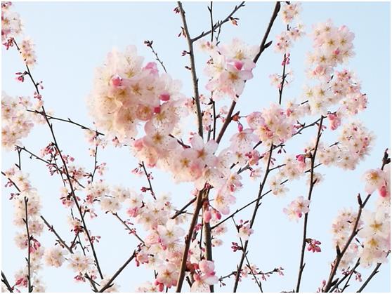 三月春色唯美诗句,阳春三月好风光诗词鉴赏