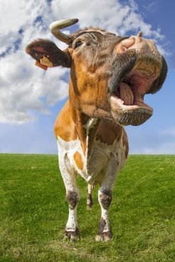 膘肥体壮长势良好下一句,膘肥体壮长势良好