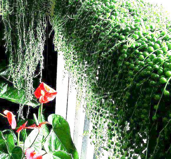 珍珠吊兰和佛珠吊兰图片,好养又好看的佛珠吊兰