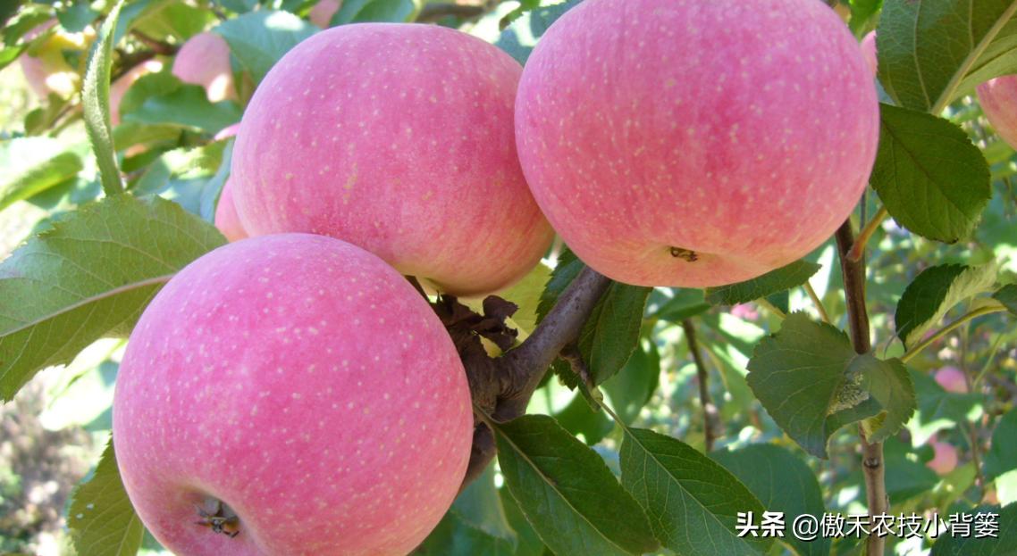 苹果缺铁病害怎么治,苹果缺锌病害