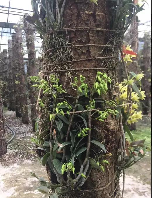 致富经种植新商机,种植致富好项目