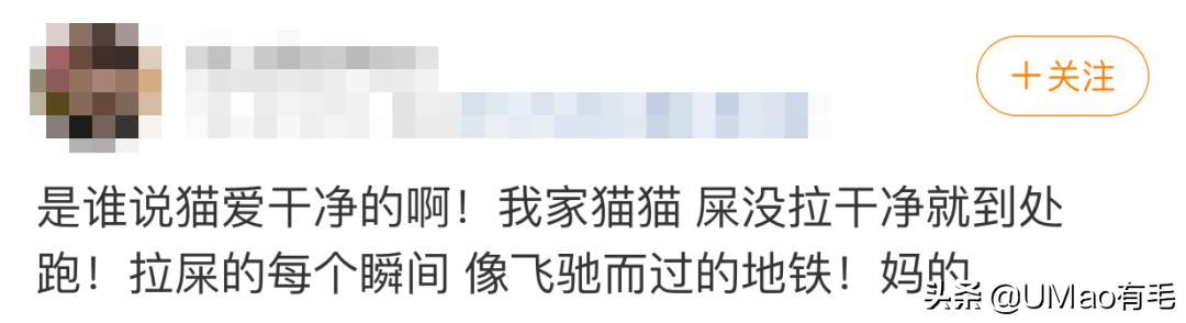 为啥猫猫拉完粑粑之后会疯跑,猫猫每次拉完屎就疯跑