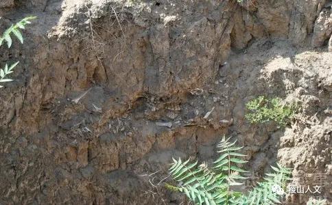 我骄傲我是介休人朗诵,我骄傲我是山西泽州人