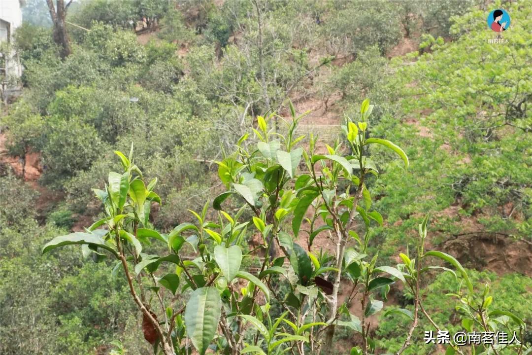 冰岛五寨糯五价格,冰岛五寨谁最有性价比