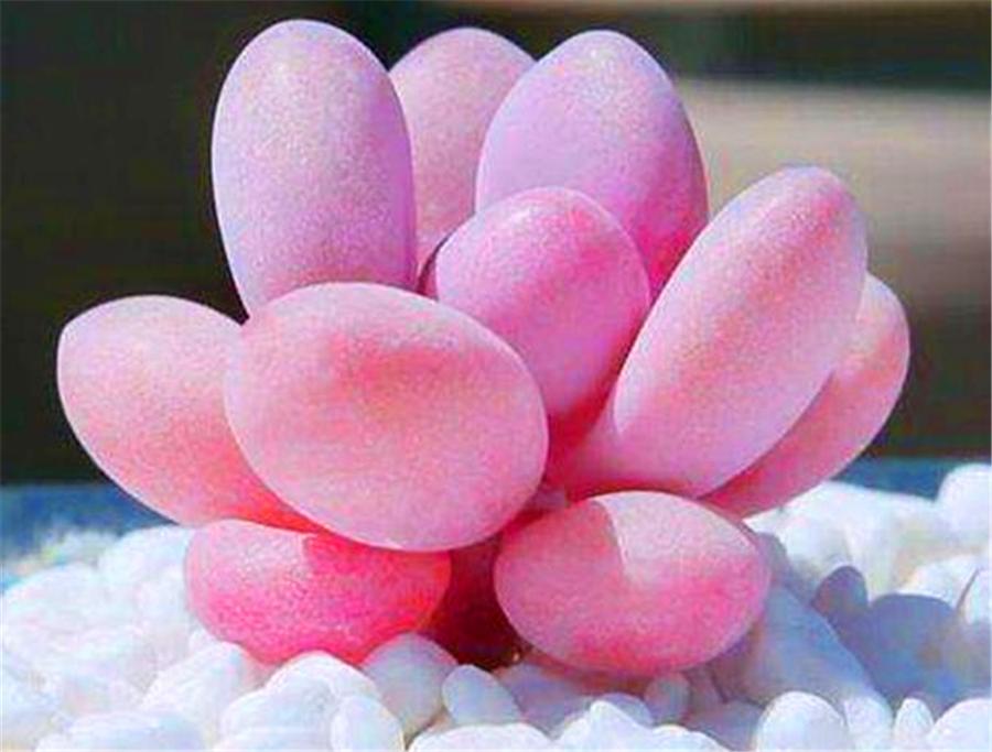 桃蛋夏天怎么养爆盆,夏天桃蛋怎么养才不死