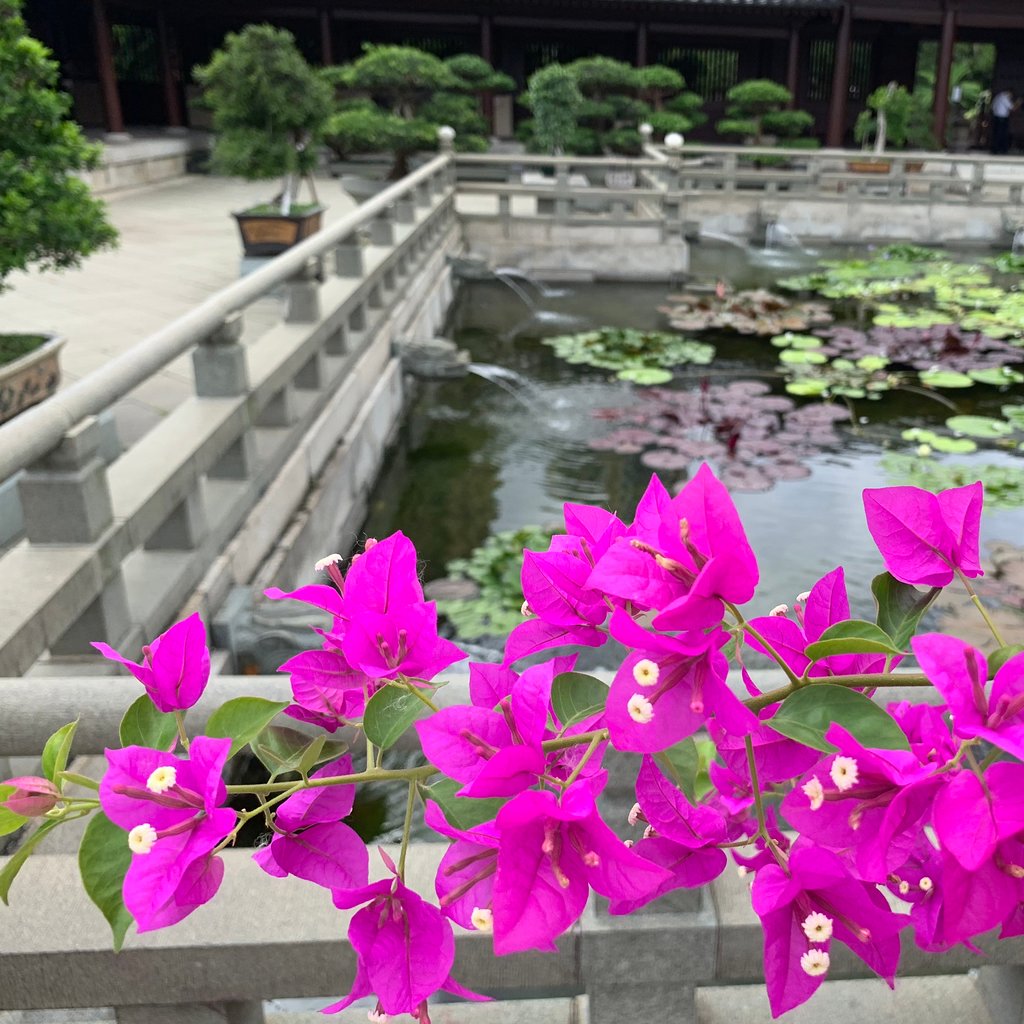 香港志莲净苑地图,香港志莲净苑好玩吗