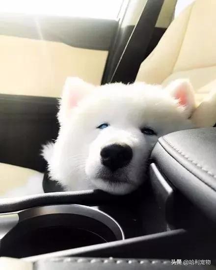 哈士奇和萨摩耶生的孩子长什么样,哈士奇和萨摩的孩子能长到多少斤