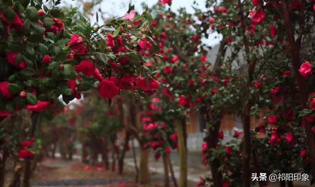 只要您来祁阳,好吃好玩的地方我已经找到了!你肯定会爱上它!