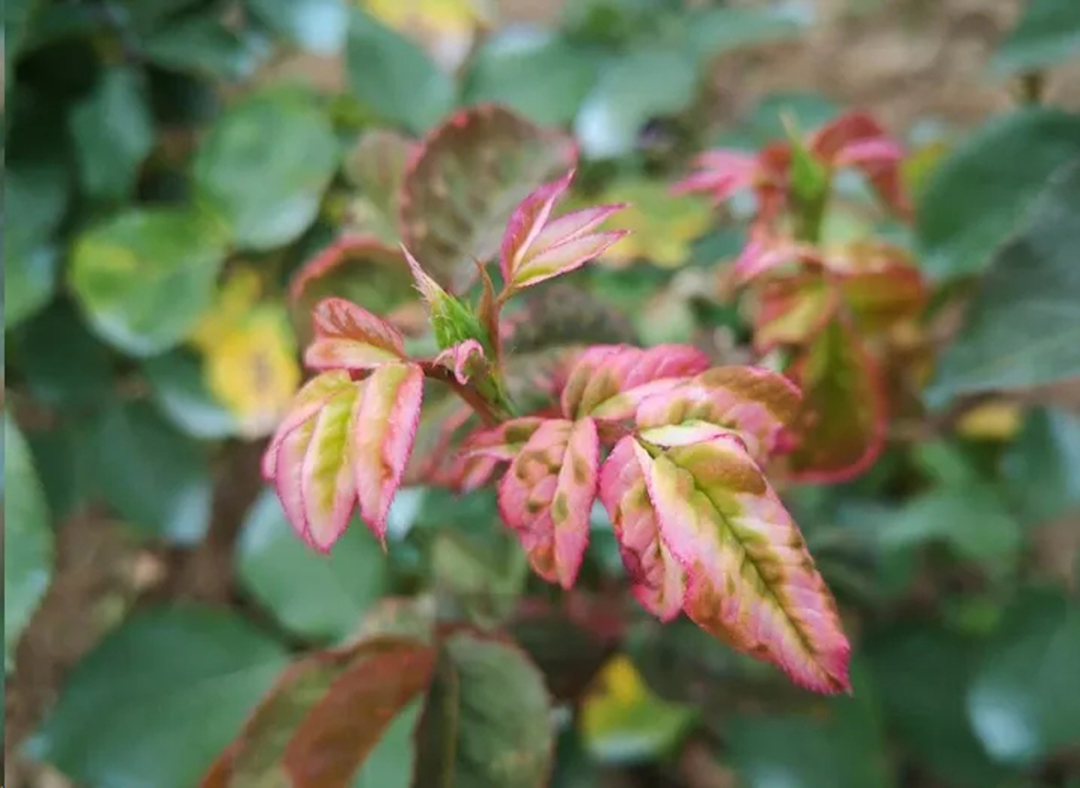 月季畸形花是怎么回事,月季叶片整株掉什么原因