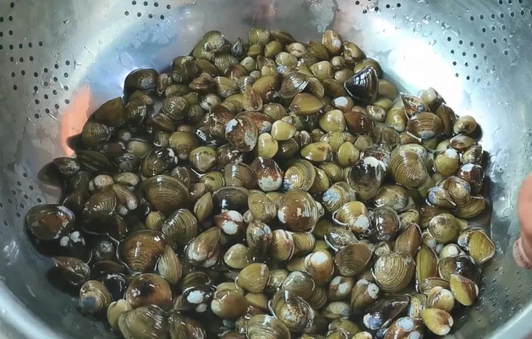 蛤蜊、蛏子、毛蚶、蚬子，那些好吃的小贝壳，今天一次搞清楚