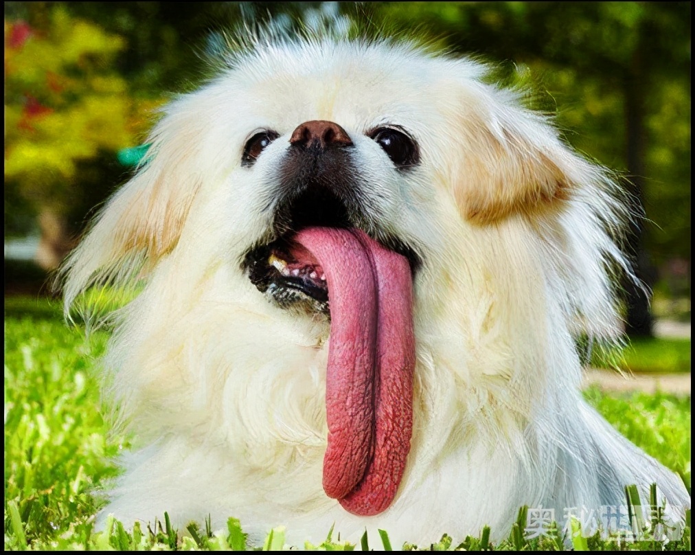 世界上最真实的小宠物图片,世界上最牛的小宠物图片