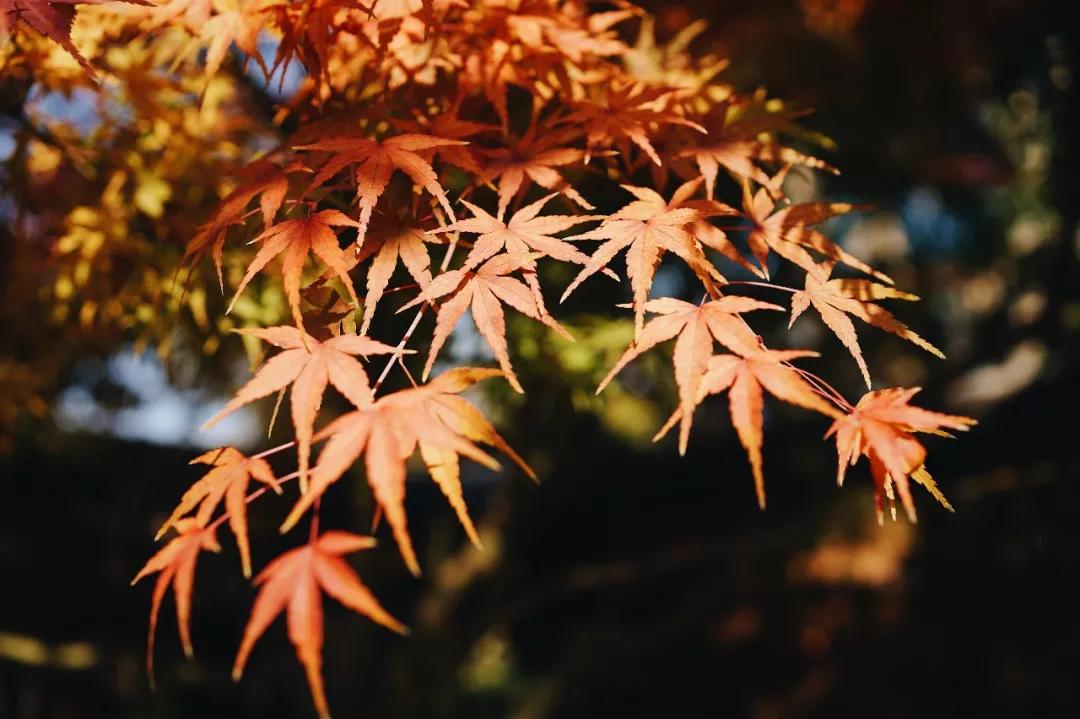 打卡南京西路新荣记,打卡新荣记