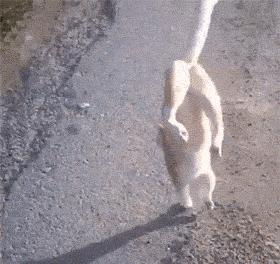 你可能不知道自己有多幸福,有猫陪伴的日子可真幸福