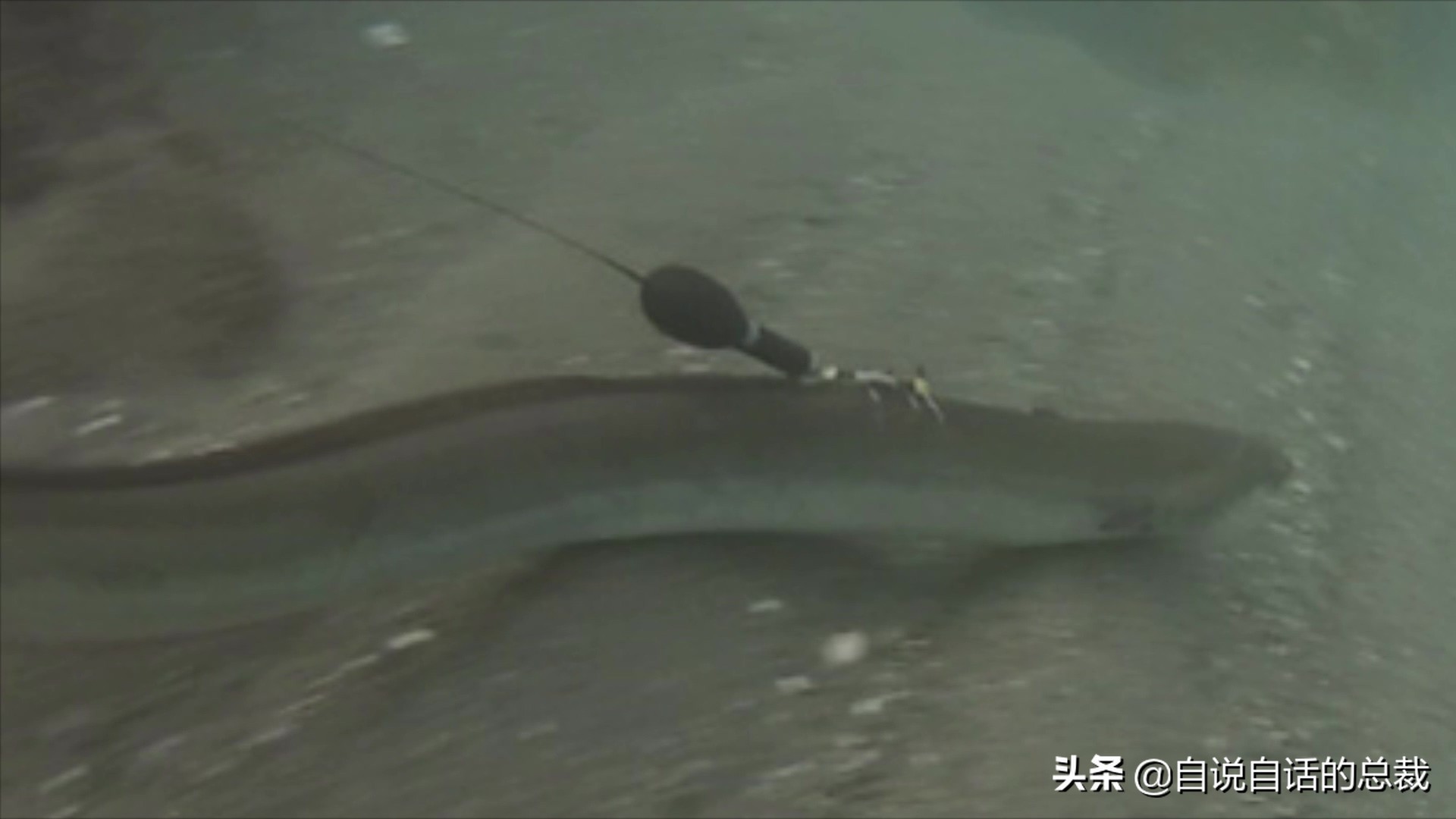 原来，你吃的鳗鱼，每一只都见过海底深渊的秘密｜自说自话的总裁