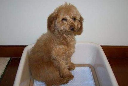 怎么样训练泰迪犬定点大小便,怎么引导泰迪狗狗定点大小便
