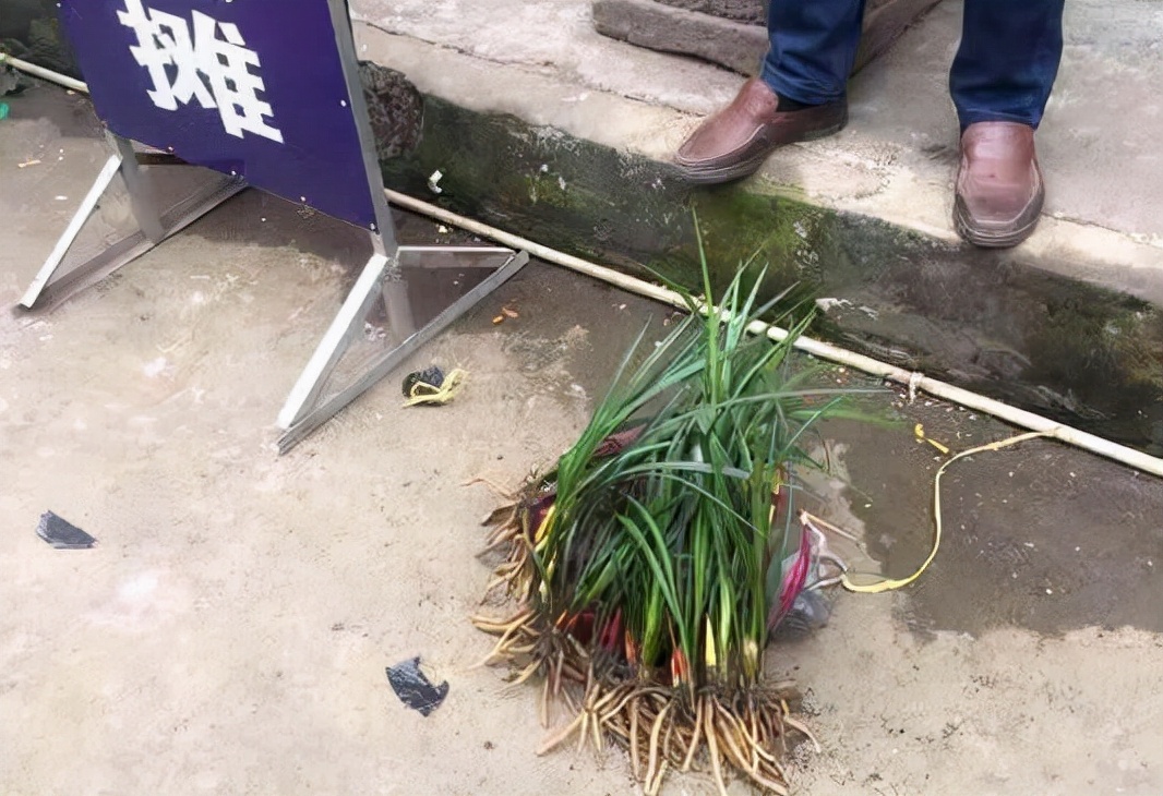 老姐在菜市场“捡漏”，买一株150元的兰花，看到后我一身大汗