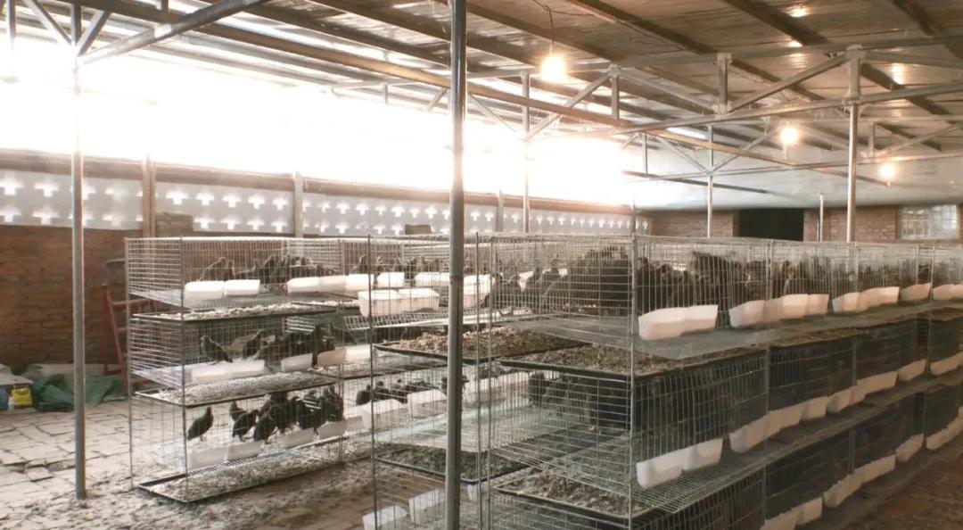 小伙自己创业搞养殖鸡鸭鹅,农村小伙自己创业养殖农场