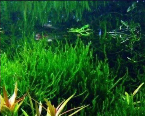 鑾柉姘磋崏绉嶆鏂规硶,鍏婚奔姘磋崏鎬庝箞绉嶆