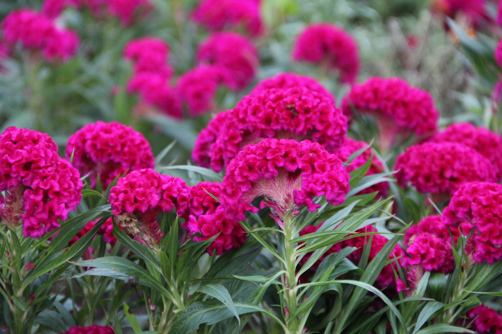 植物世界丨40款人见人爱的爆火花卉居然都是入侵植物，丢弃要犯罪
