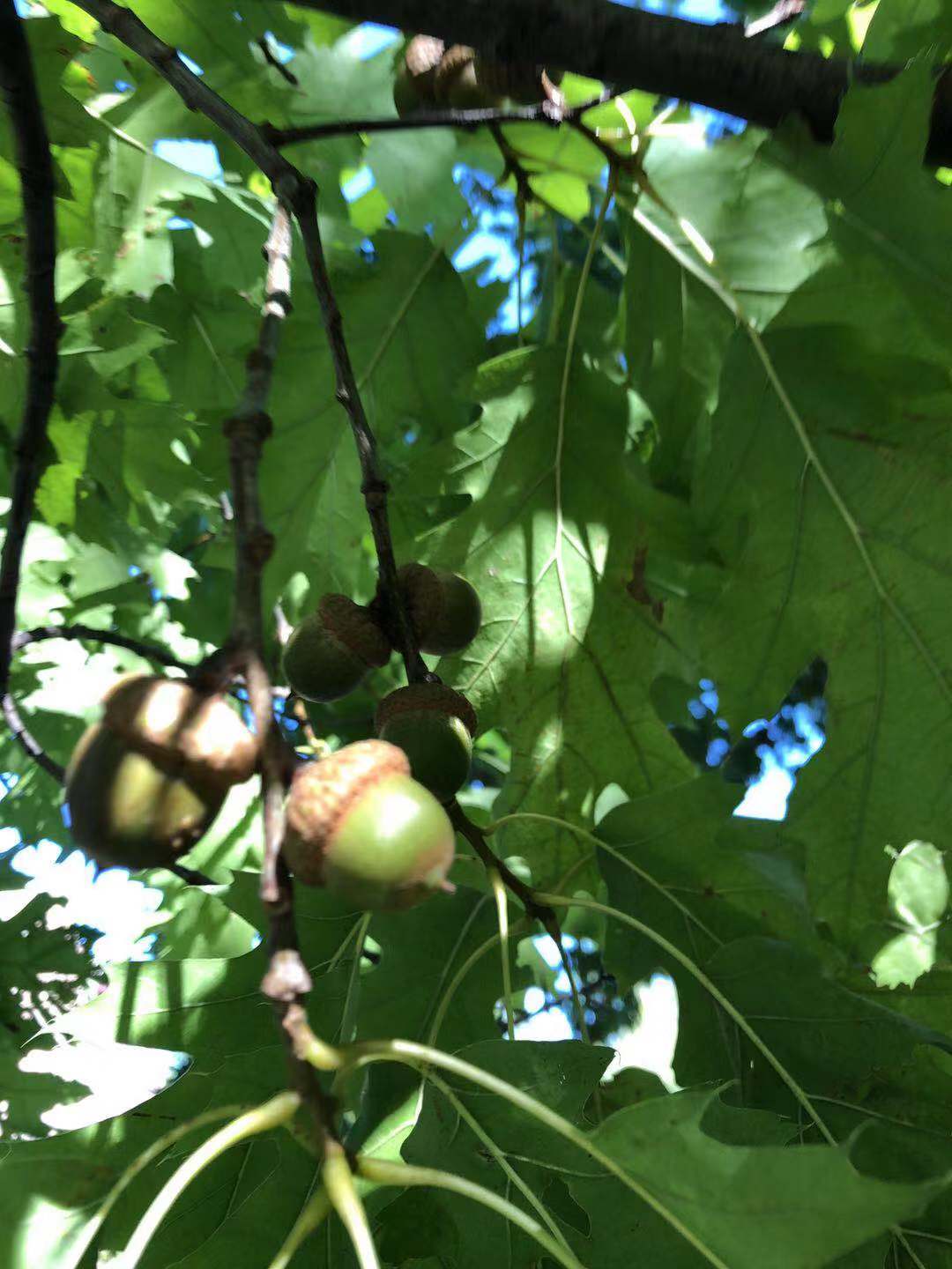 探秘美国康奈尔大学，细数康奈尔的这“几宗最”