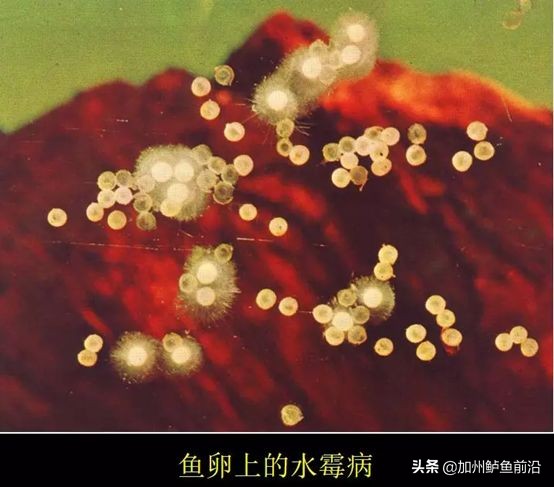 水霉病最快的彻底解决方案,水霉病的最佳防治方法