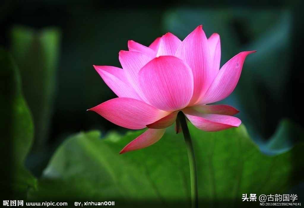 鲜花古诗,十幅书法十首唐诗沁人心脾