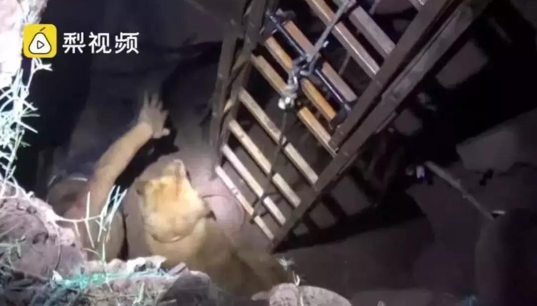 2019年奇葩的沙雕新闻都有哪些,2018年外国奇葩沙雕新闻