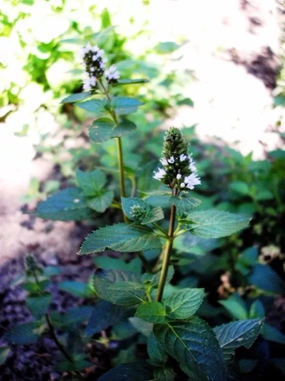 最好养的绿植薄荷品种,薄荷盆栽的品种