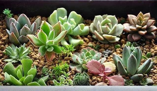 养花不会配土，那就捡点“蜂窝煤”，简单一处理，比买的土还好用