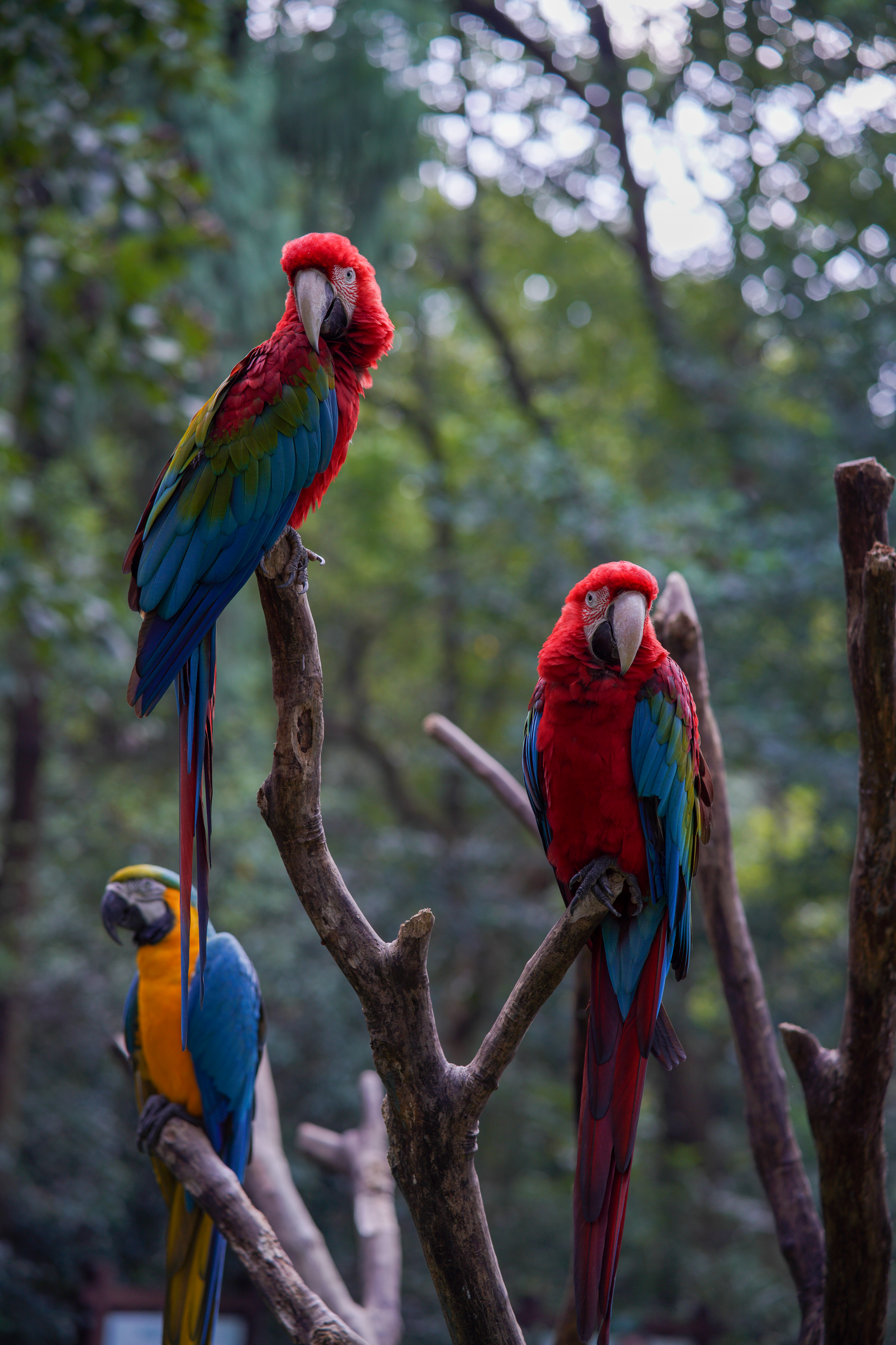 为什么85mm是最佳人像,85mm为什么叫人像镜皇