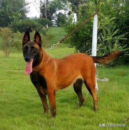 铲屎官必知的6个狗狗喂养好习惯,这几种犬不能在城里养