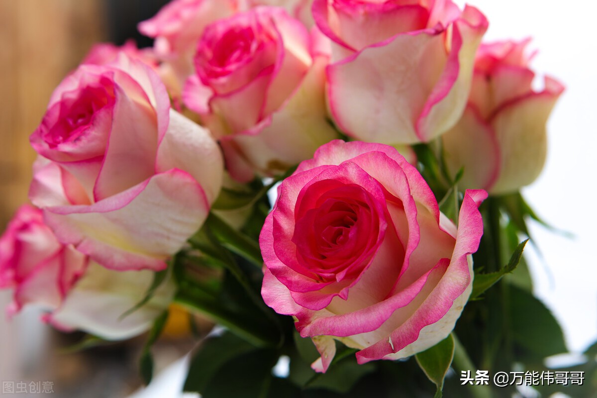 玫瑰的世界剧照,玫瑰的世界钢琴版