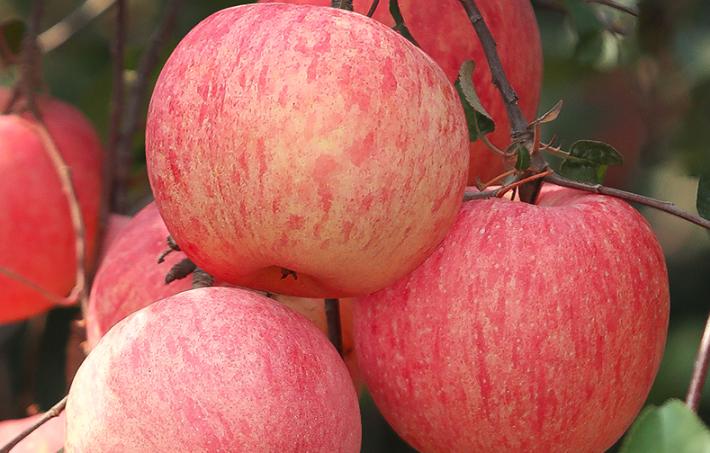 平安夜送什么苹果最好,平安夜苹果各种包装方法