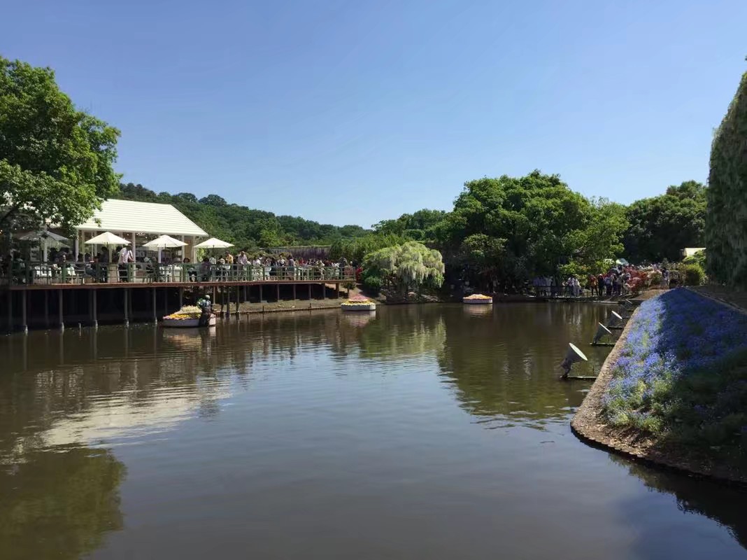 日本眼中的紫藤,最经典的日系紫藤