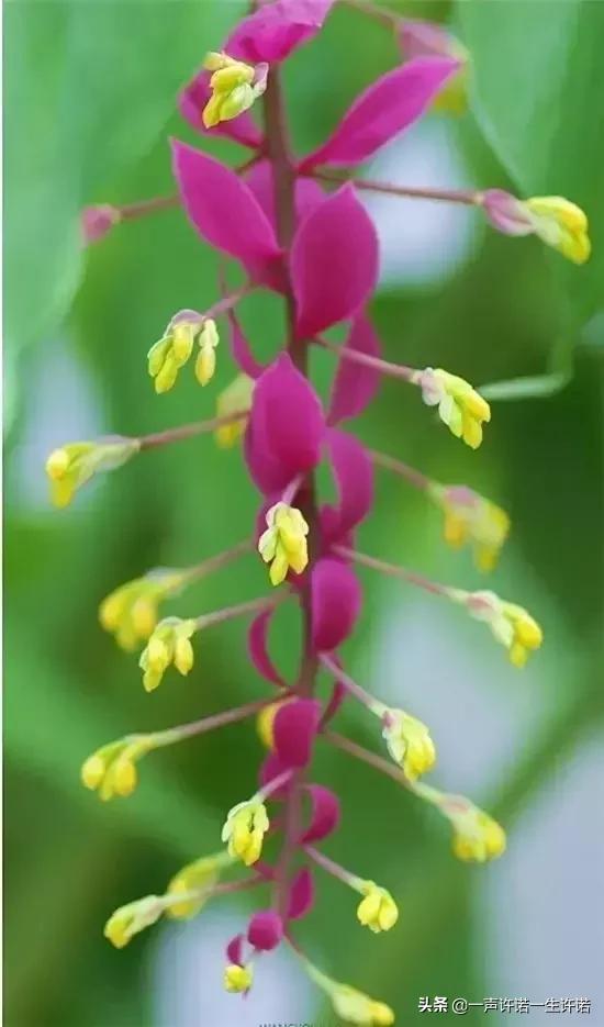从未见到的怪花,从没见过的奇花