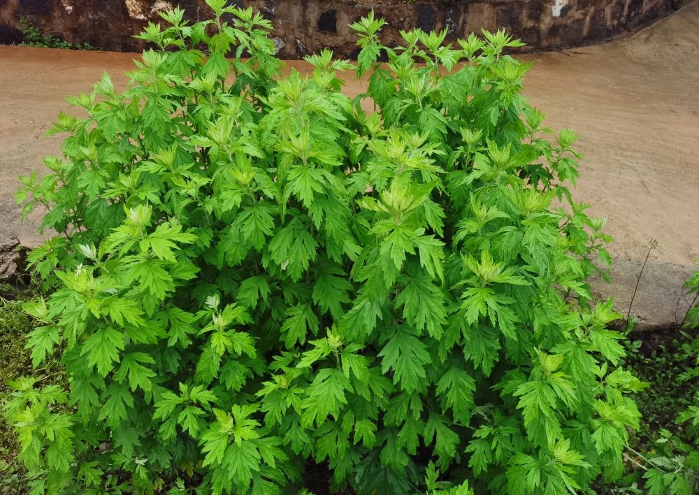 在农村艾草是什么,农村的艾叶能干嘛