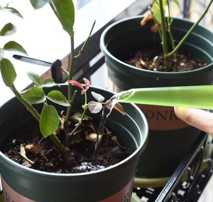 夏天闷热花卉怎么降温,夏天家里的花卉如何养护