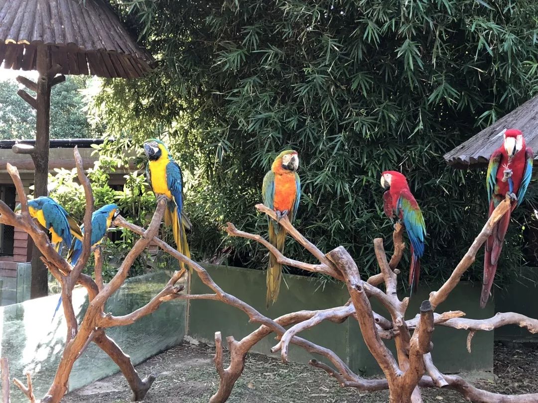 上海动物园打卡攻略,上海野生动物园的旅游路线示意图