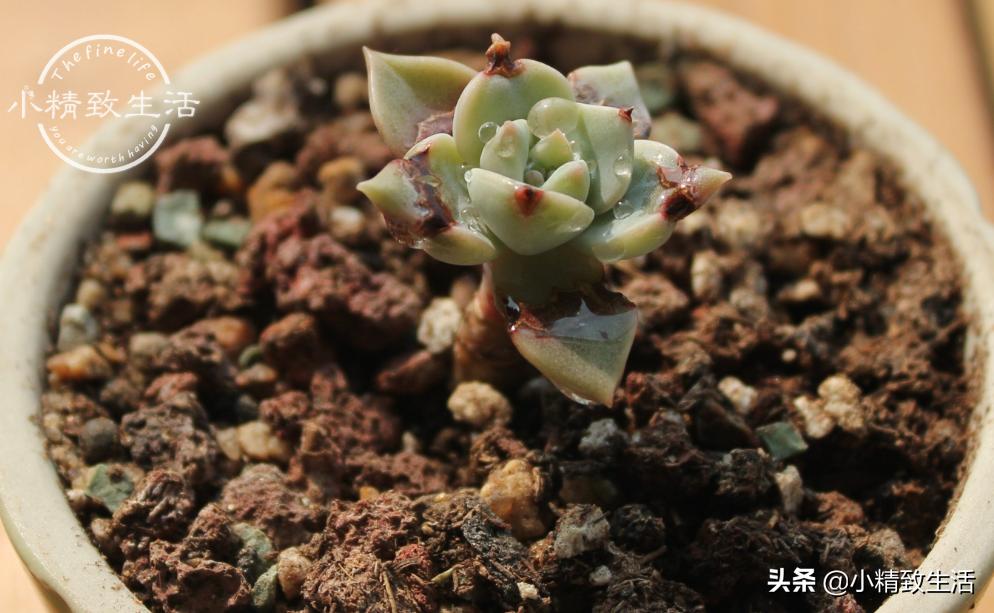 多肉上盆1个多月为什么还没服盆,多肉白牡丹休眠不