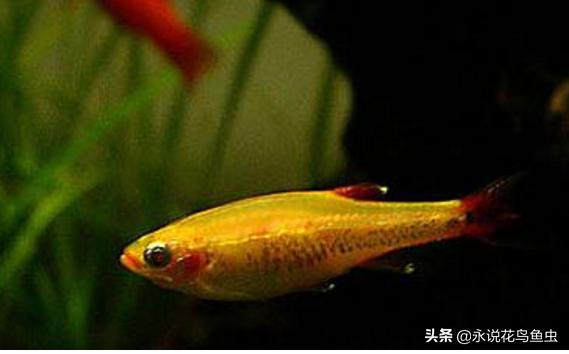 十大适合懒人养的中大型热带鱼,新手比较容易养哪些好看的热带鱼