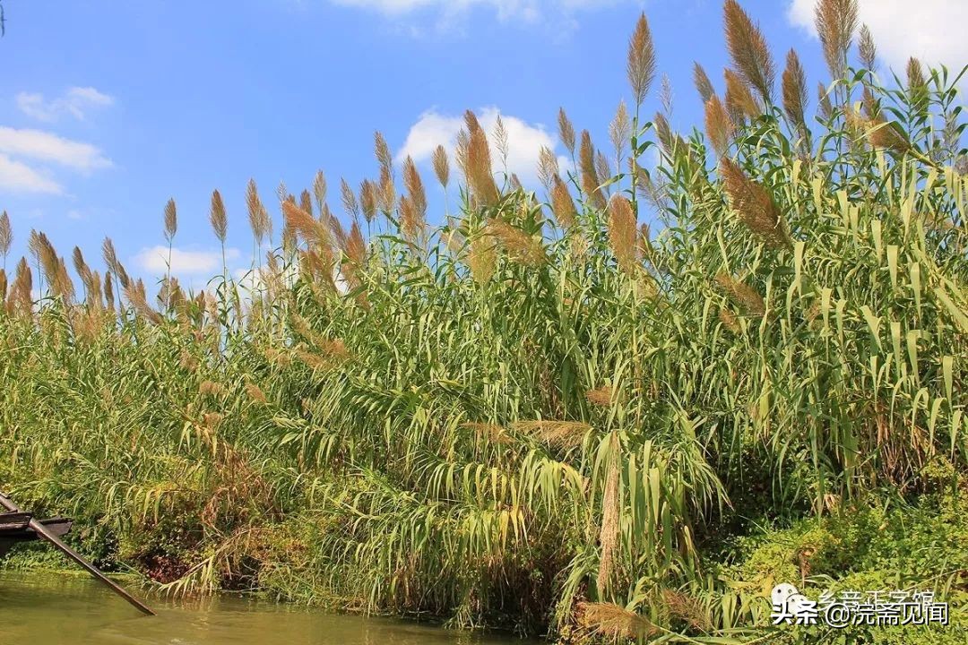 “高粱”、“玉米”的黄梅方言词正确写法是怎样的？