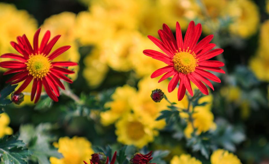 黄花不负秋上联,黄花不负秋立冬有收获