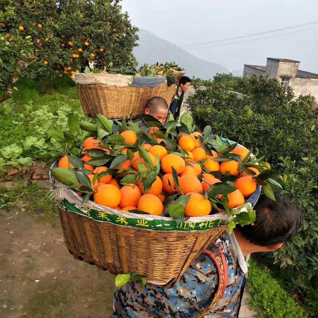 夏季最适宜吃的凉爽的水果,在夏天解渴的水果有什么