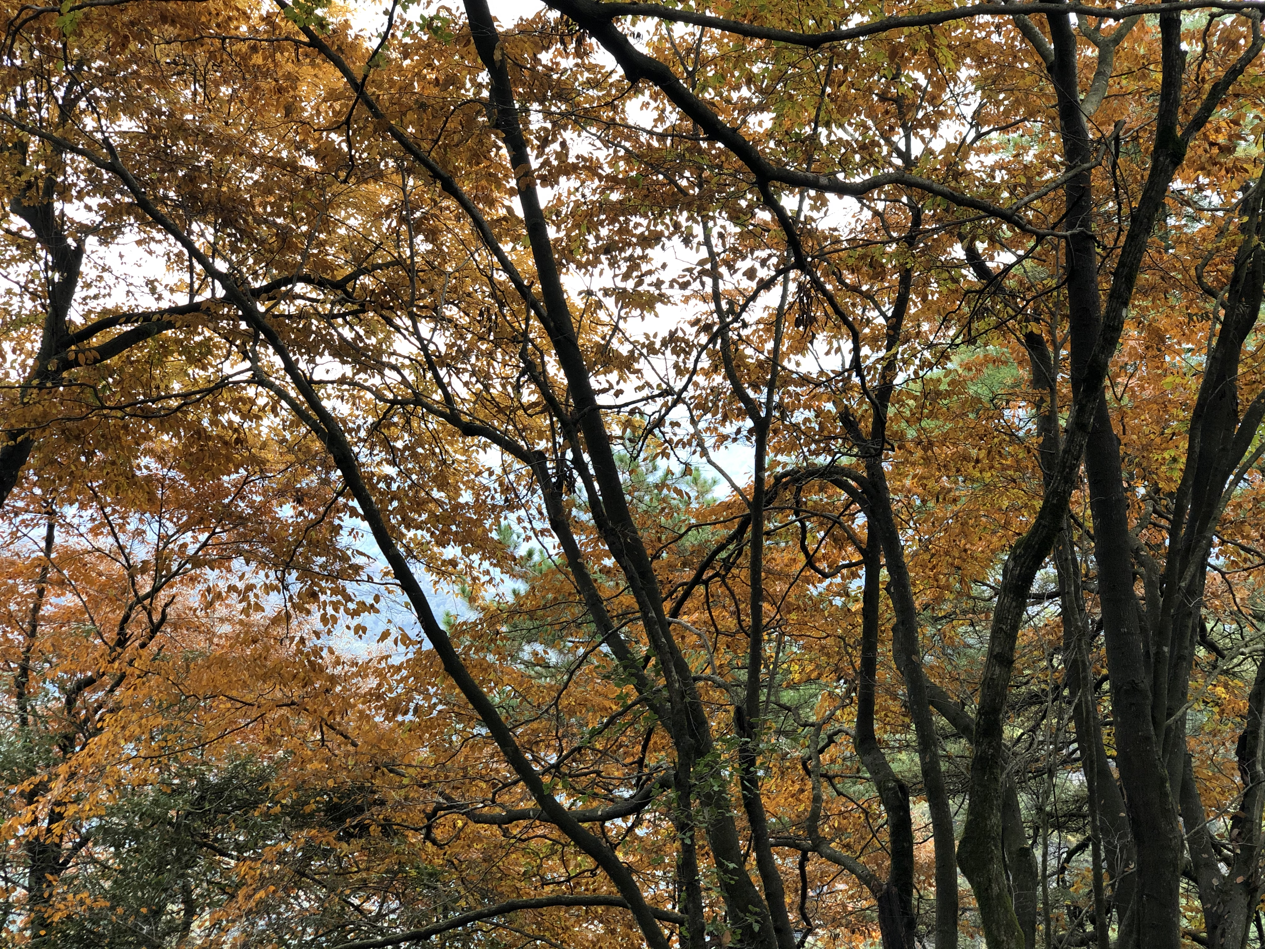 光雾山蜀门秦关,蜀门秦关到光雾山