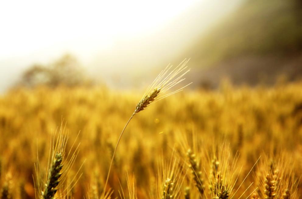 风吹麦浪诗词七绝,风吹麦浪诗词原创